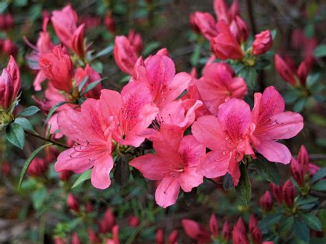 Sporting Of Azalea Blooms - Learn About Different Colored Azalea Blooms ...