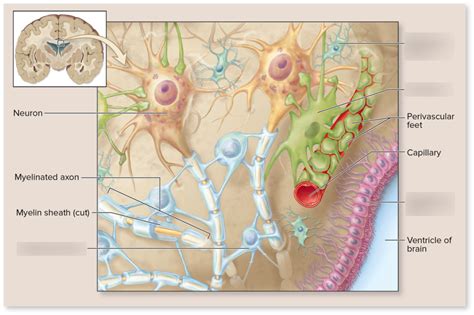 Neuroglia Diagram | Quizlet