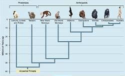 Primate Classification and Evolution - Anthropology Optional for UPSC ...