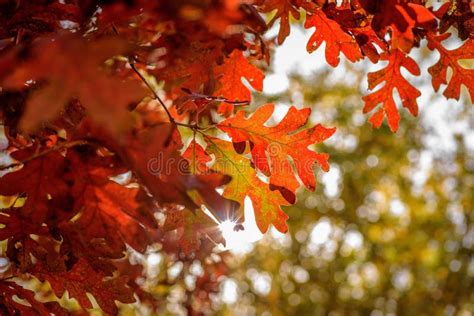 Closeup of Bright Red Oak Leaves on Tree in Autumn Stock Image - Image of golden, brilliant ...