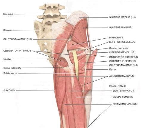 Sciatica Pain & Sciatic Nerve Pain Treatment