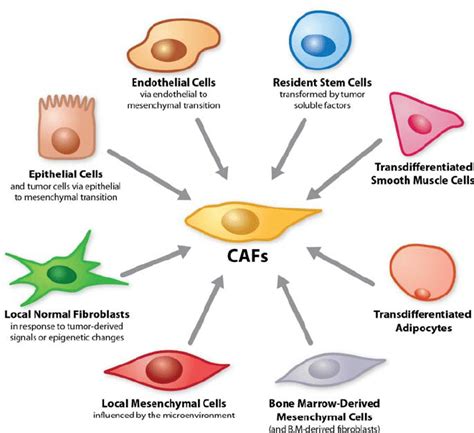 Origins of cancer-associated fibroblasts. Cancer-associated... | Download Scientific Diagram