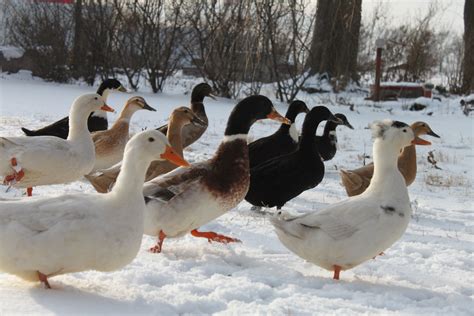 A Beginner's Guide to Raising Ducks | Raising ducks, Dog runs, Backyard ...