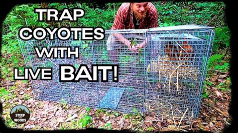 Coyote Live Trap Bait