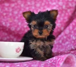 Puppies for Sale | Buckeye Puppies | Yorkie puppy for sale, Yorkshire terrier puppies, Puppies