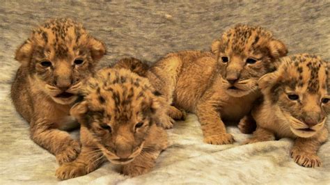 Oklahoma City Zoo announces the birth of four African lion cubs