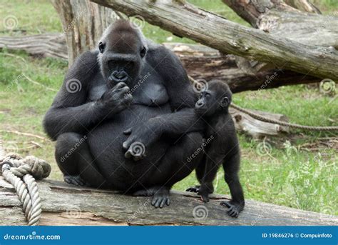 Young Baby Gorilla and Mother Stock Photo - Image of nature, primate ...