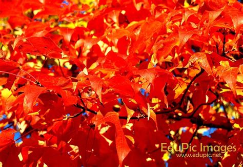 Fall Colors Desktop Wallpapers - Wallpaper Cave