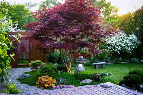 Bloodgood Japanese Maple - PlantingTree | Japanese maple tree, Bloodgood japanese maple ...