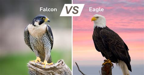 Falcon vs Eagle: The Ultimate Avian Showdown