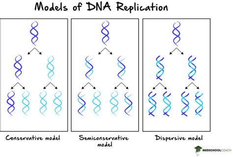 Semi-Conservative DNA Replication – MCAT Biology | MedSchoolCoach