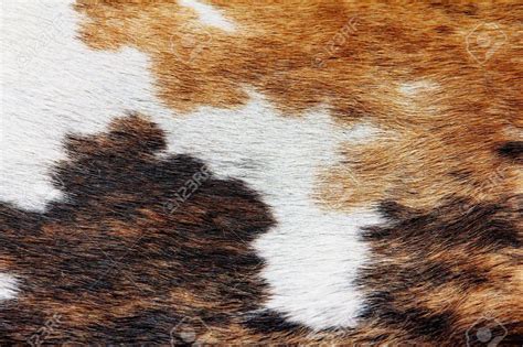 Free download Close Up Of Cowhide Background Stock Photo Picture And Royalty [1300x866] for your ...