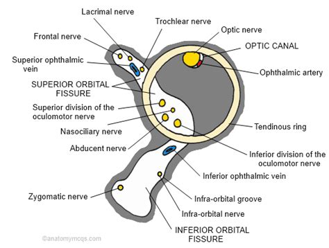 Superior Orbital Fissure Nerves