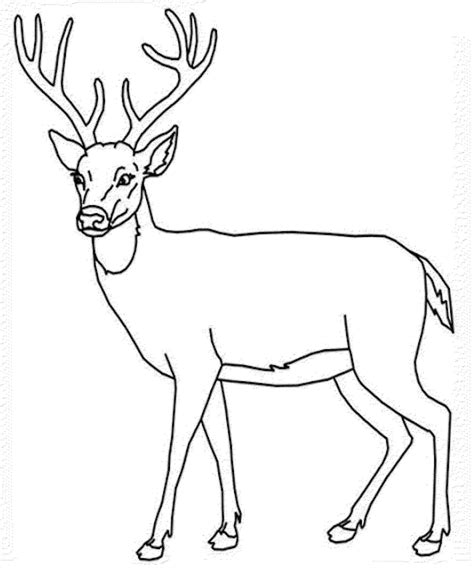 Mule Deer Drawing | Free download on ClipArtMag