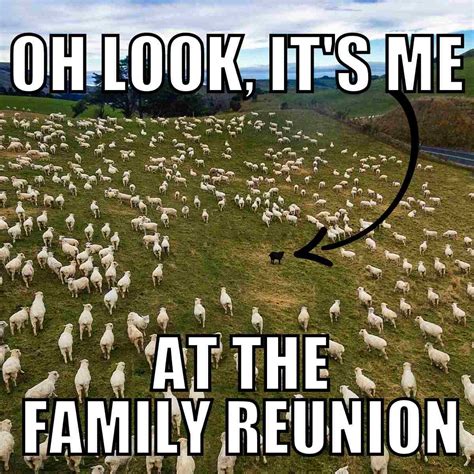 Funny Sheep Meme