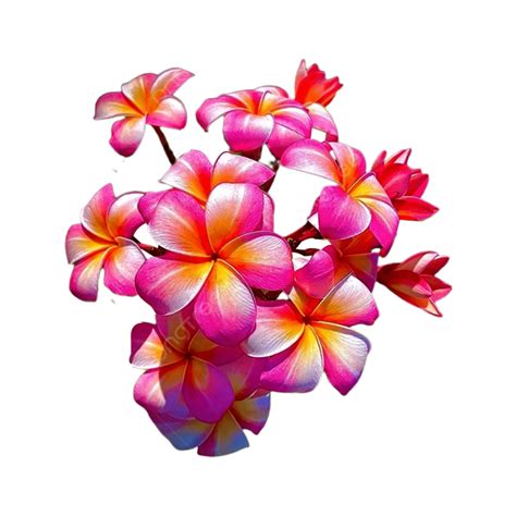 Plumeria Rubra PNG , Plumeria Rubra PNG Flor, Flores, Plumeria Pudica PNG y PSD para Descargar ...