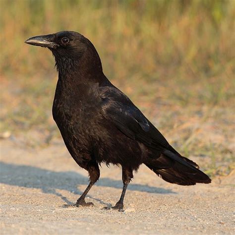 What is the Difference Between Crow and Raven - Pediaa.Com