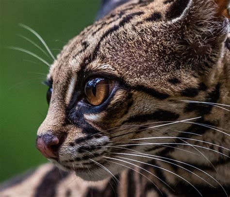 Margay | Margay cat, Cats and kittens, Leopard cat