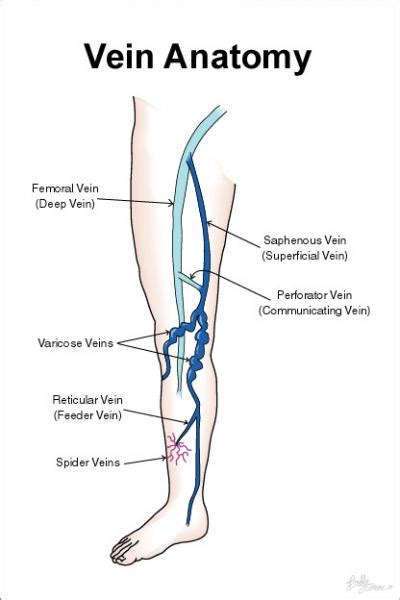 Schematic of Leg Veins [IMAGE] | EurekAlert! Science News Releases