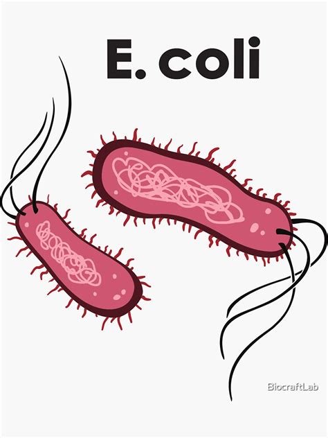 "E. coli" Sticker by BiocraftLab | Redbubble