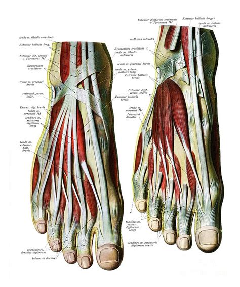 Extensor Foot Tendons Ankle Anatomy Anatomy Images Extensor Tendonitis ...