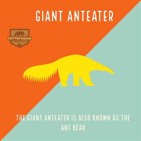 Giant Anteater Fact Sheet - C.S.W.D