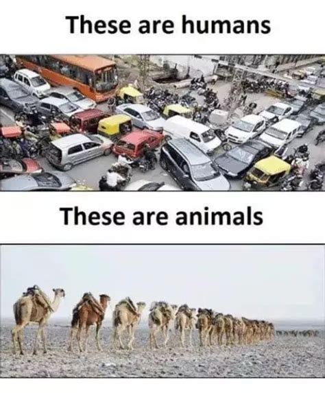 Differences Between Humans & Animals | 100Utils