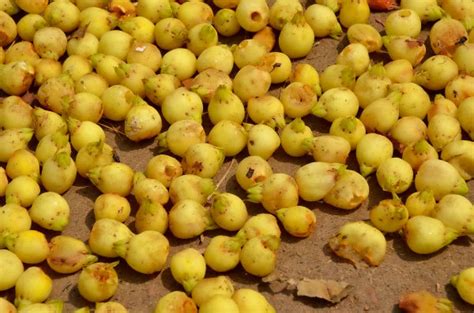 Mahua Flower at Rs 24/ton(s) | Herbal Flower in Sheopur | ID: 11592672691