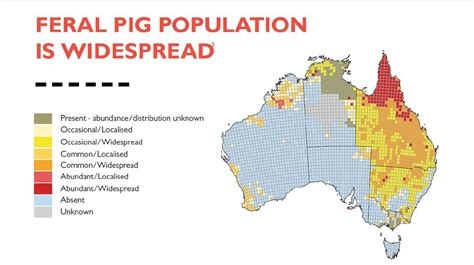 Scientists consider kangaroos 'worse than rabbits' while feral pigs are also in their sights ...