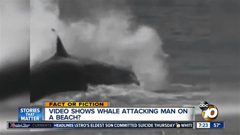 Orca Attacks Human - emsekflol.com