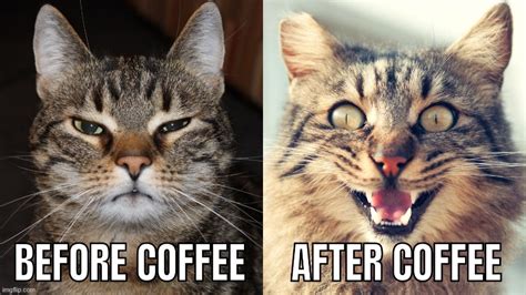 Funny Cat Coffee - Imgflip