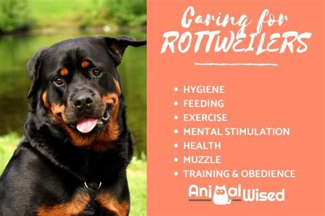 Rottweiler Care for Puppies and Adult Dogs + Training Tips