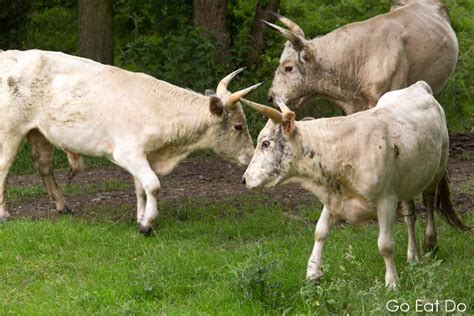 Rutting wild cattle in the enclosure at Chillingham in Northumberland | Go Eat Do