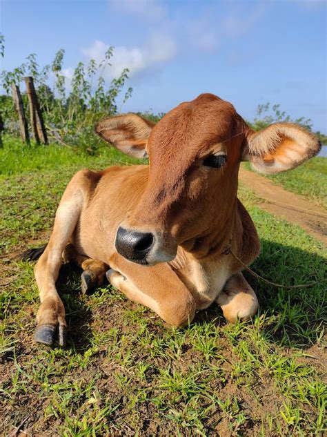 Close Up Photo of a Brown Cow · Free Stock Photo