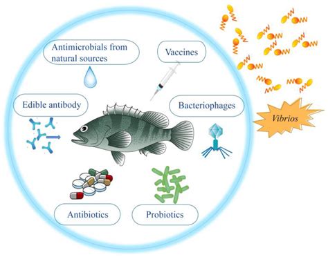 Vaccines | Free Full-Text | Strategies for Prevention and Control of ...