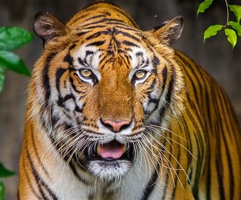 Critically Endangered Indochinese Tigers Spotted in Thailand | Newsmax.com