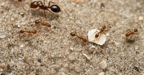 Ant with painful sting is heading for UK, say experts - YorkshireLive