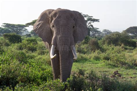 African Elephants in Amboseli National Park Stock Photo - Image of wildlife, environment: 61493300