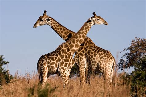 File:Giraffe Ithala KZN South Africa Luca Galuzzi 2004.JPG - Wikimedia ...