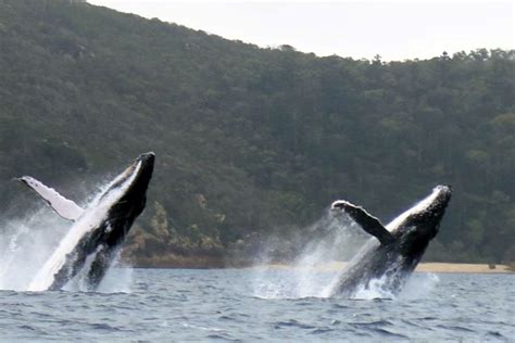 Humpback Whales on the Great Barrier Reef - Cairns-Tours