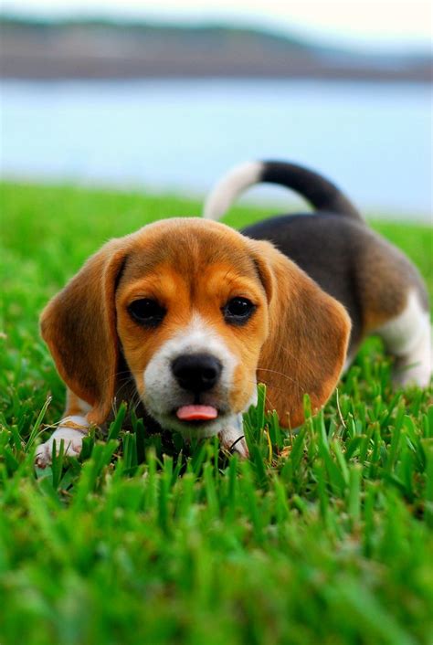 beagle | Cute beagles, Beagle puppy, Cute puppies