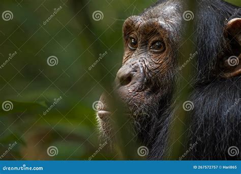 CHimpanzee stock image. Image of looking, jungle, primate - 267572757