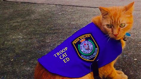 Police cat proves you can fight crime, even if you sleep 16 hours a day | Mashable