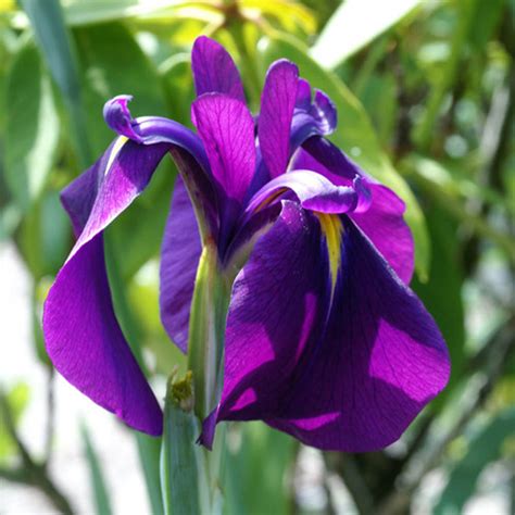 Iris ensata Variegata - Variegated Japanese Iris - Sugar Creek Gardens