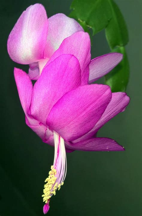 Pink Christmas Cactus Bloom by jackthetab on DeviantArt