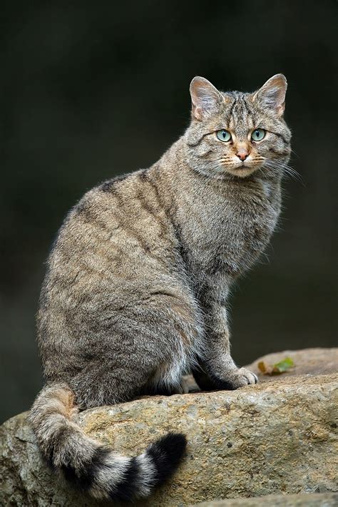 European wildcat - Wikipedia