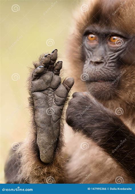 Baby Gelada Monkey Sitting with a Foot Up Stock Photo - Image of closeup, african: 147995366