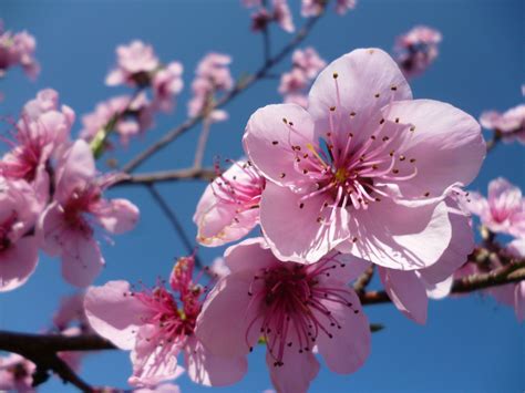 Download Cherry Flower Nature Blossom Wallpaper