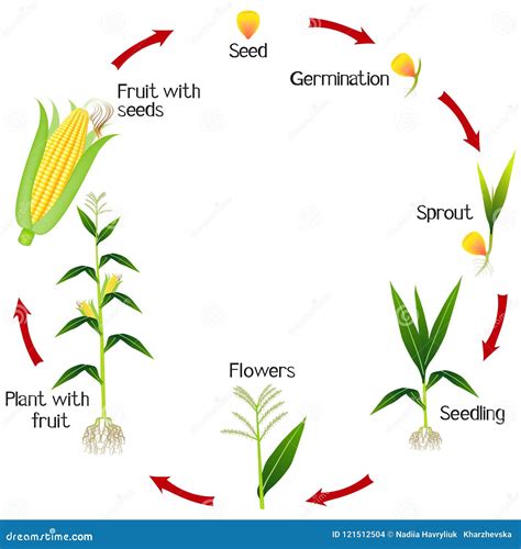 Corn Life Cycle