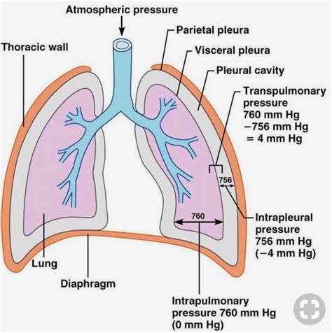 Parietal Pleura Diagram